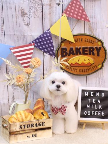 20240927ココくん